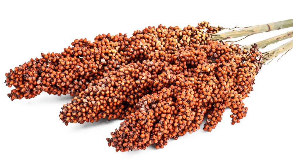 Sorghum